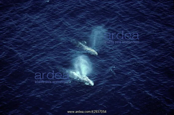 : California Grey whale - Aerial view of two adult : California Grey whale - Aerial view of two adult