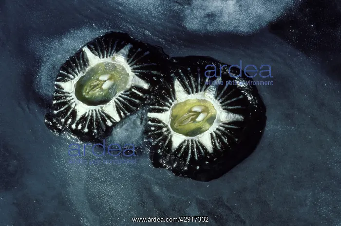 : California Grey whale: Barnacles, close-up : California Grey whale: Barnacles, close-up