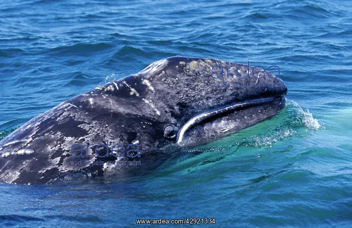 : California Grey Whale - Calf : California Grey Whale - Calf