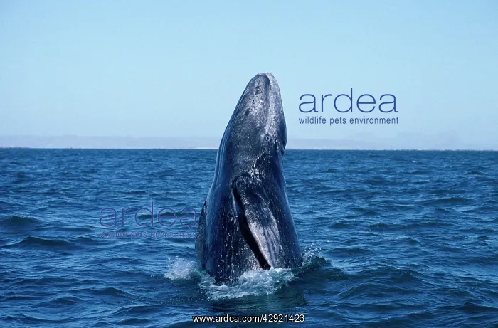 : California Grey whale - Calf, breaching : California Grey whale - Calf, breaching