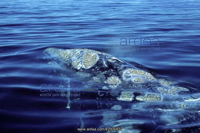: California Grey Whale - Close-up of head area : California Grey Whale - Close-up of head area