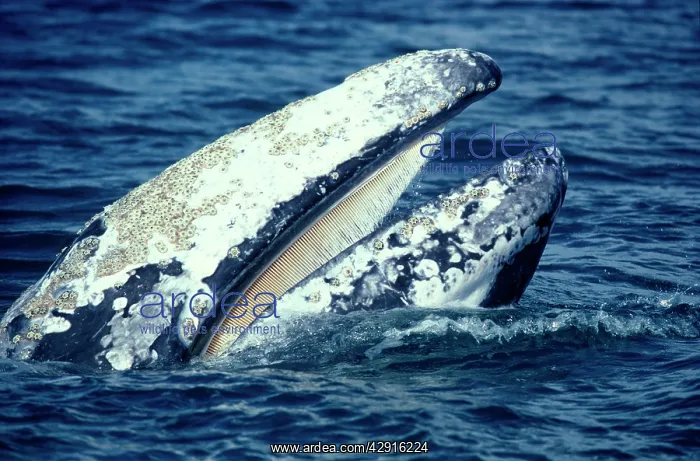 : California Grey Whale - Close-up of head, showing : California Grey Whale - Close-up of head, showing