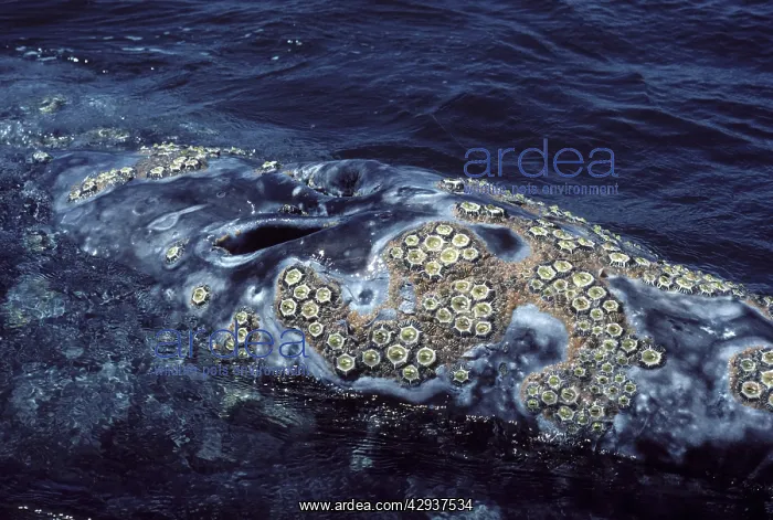: California Grey whale - Cluster of barnacles( Cryptolepas : California Grey whale - Cluster of barnacles( Cryptolepas