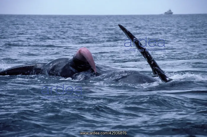 : California Grey Whale - Courting / mating : California Grey Whale - Courting / mating