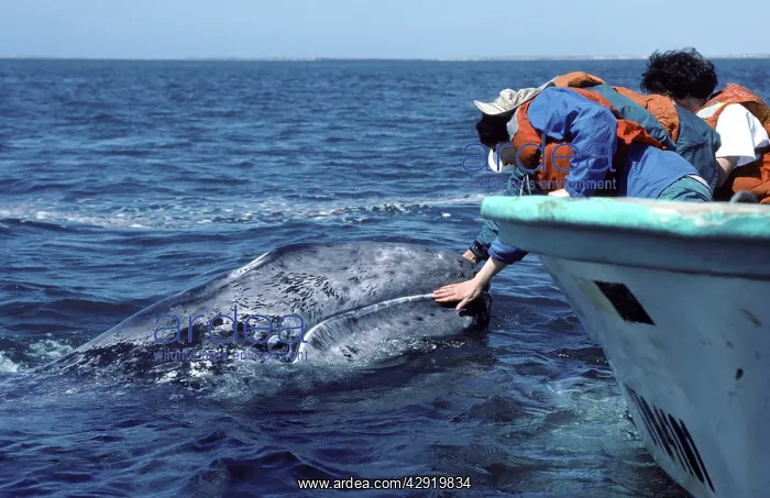 : California Grey whale - Friendly grey whale calf : California Grey whale - Friendly grey whale calf