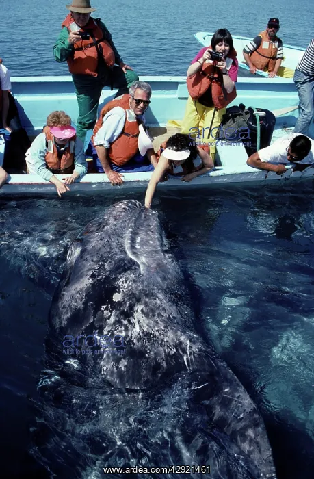 : California Grey Whale - Friendly whale behavior'; : California Grey Whale - Friendly whale behavior';