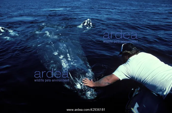 : California Grey whale - Friendly whale behavior : California Grey whale - Friendly whale behavior