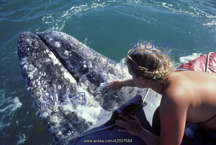 : California Grey whale - Friendly whale behavior : California Grey whale - Friendly whale behavior
