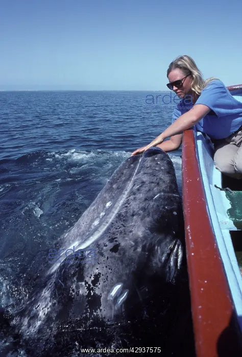 : California Grey Whale - Friendly whale behavior : California Grey Whale - Friendly whale behavior