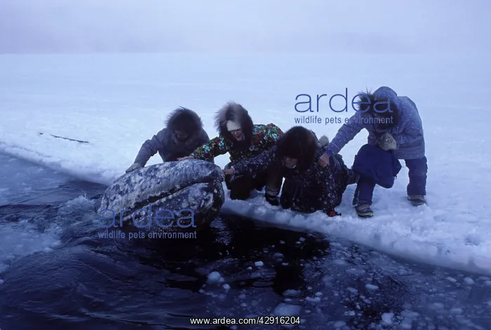: California Grey whale - Grey whales trapped in ice : California Grey whale - Grey whales trapped in ice