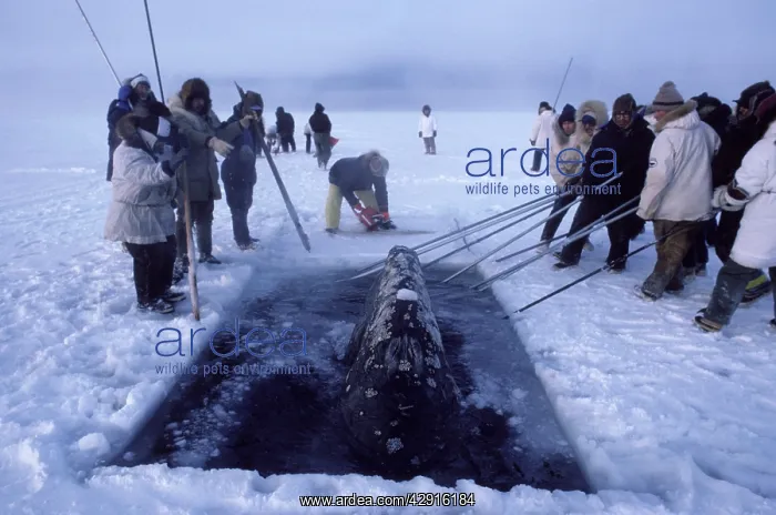 : California Grey whale - Grey whales trapped in ice near : California Grey whale - Grey whales trapped in ice near