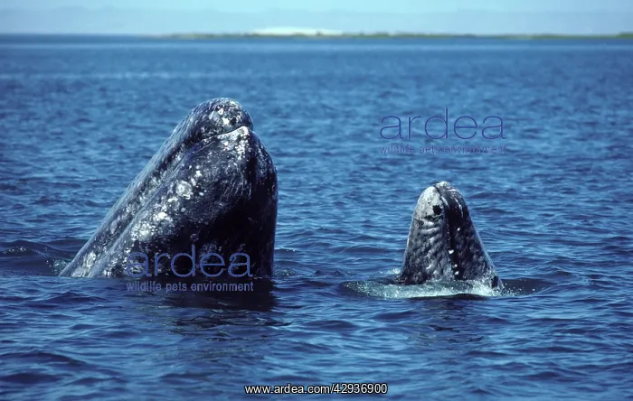 : California Grey Whale - mother and calf spy-hopping : California Grey Whale - mother and calf spy-hopping