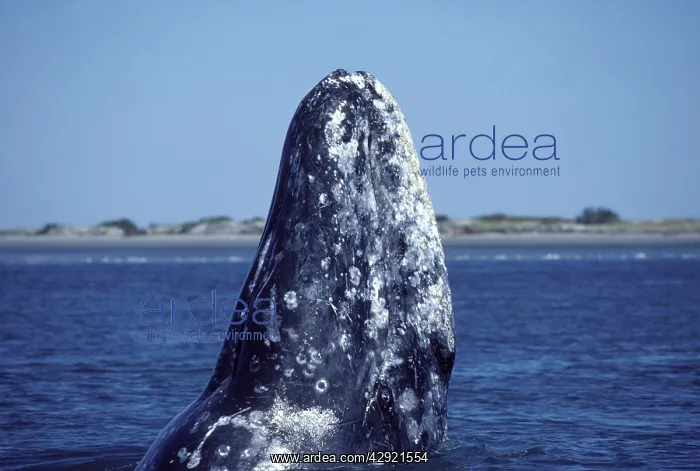 : California Grey Whale - Spy-hopping : California Grey Whale - Spy-hopping