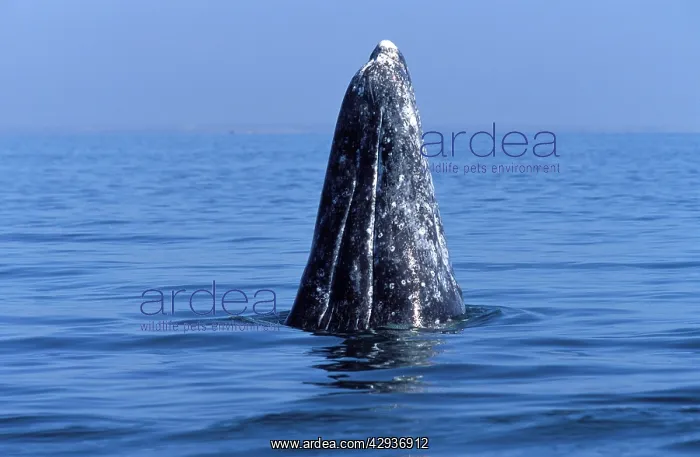 : California Grey Whale - Spy-hopping : California Grey Whale - Spy-hopping