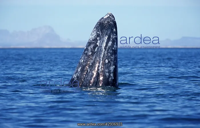 : California Grey Whale - Spy-hopping : California Grey Whale - Spy-hopping