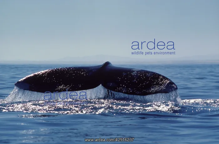 : California Grey Whale - Tail. As the whale is diving : California Grey Whale - Tail. As the whale is diving