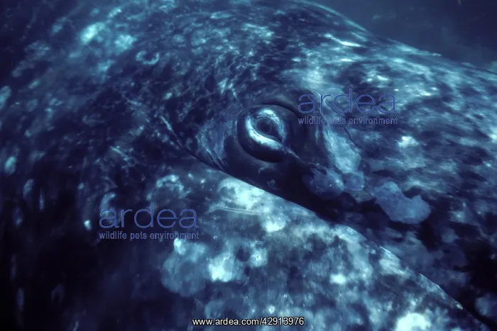 : California Grey whale - Underwater close-up of : California Grey whale - Underwater close-up of