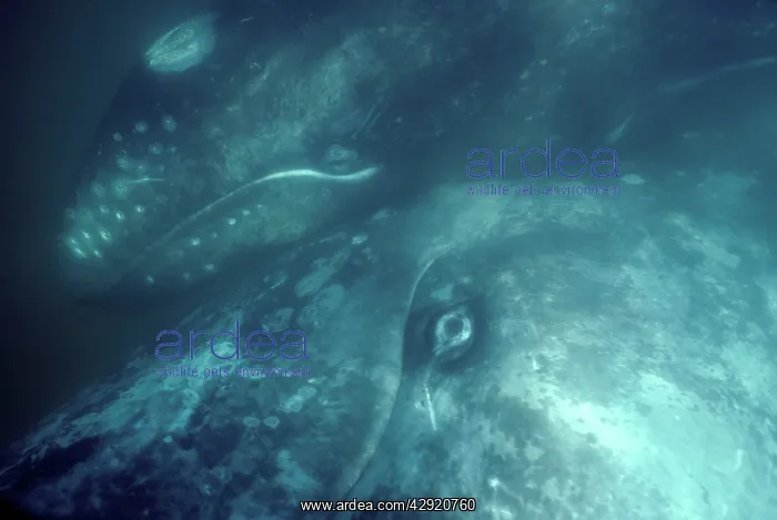 : California Grey whale - Underwater photo of a mother : California Grey whale - Underwater photo of a mother