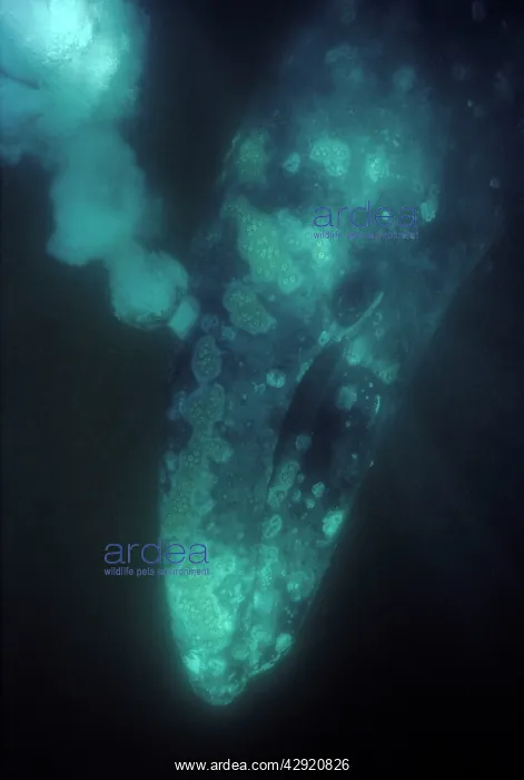 : California Grey whale - underwater view of an adult : California Grey whale - underwater view of an adult