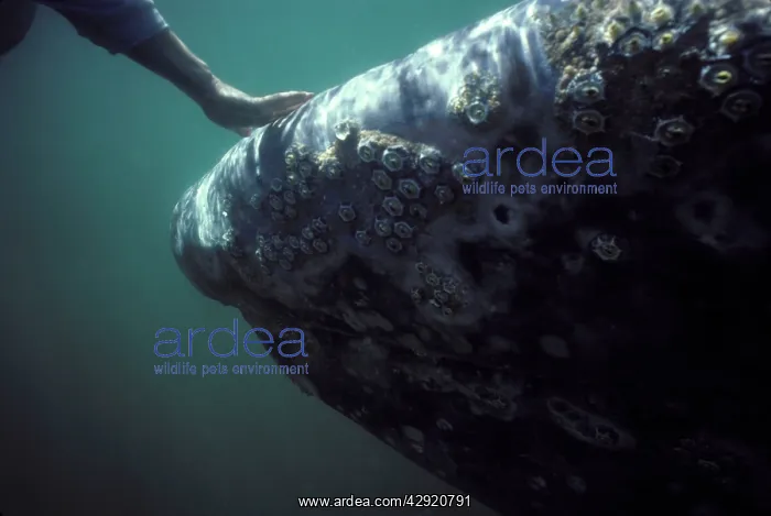 : California Grey whale - A whale watcher reaches : California Grey whale - A whale watcher reaches