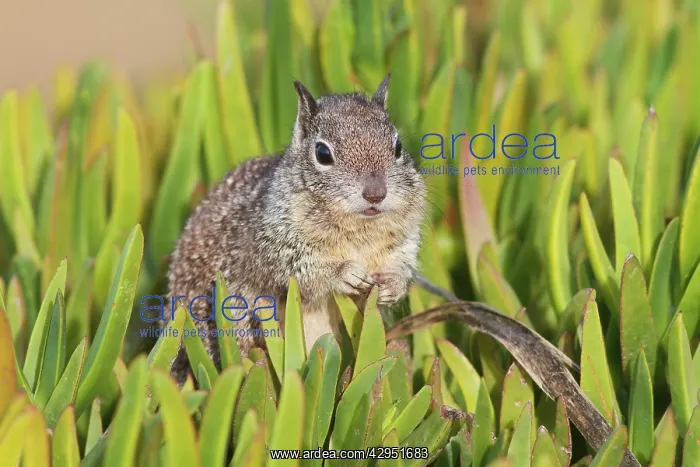: California Ground Squirrel : California Ground Squirrel