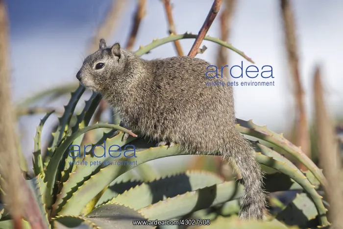  : California ground squirrel