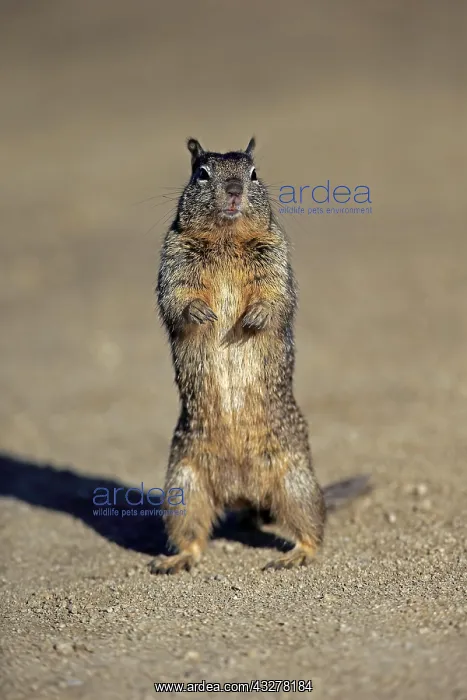 : California ground squirrel (Citellus beecheyi) : California ground squirrel (Citellus beecheyi)