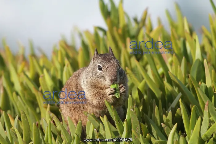 : California Ground Squirrel - feeding : California Ground Squirrel - feeding