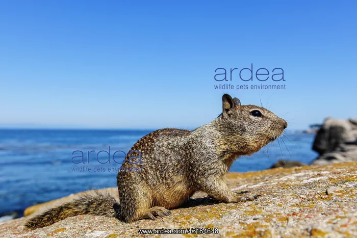 : California Ground Squirrel (Spermophilus beecheyi) : California Ground Squirrel (Spermophilus beecheyi)