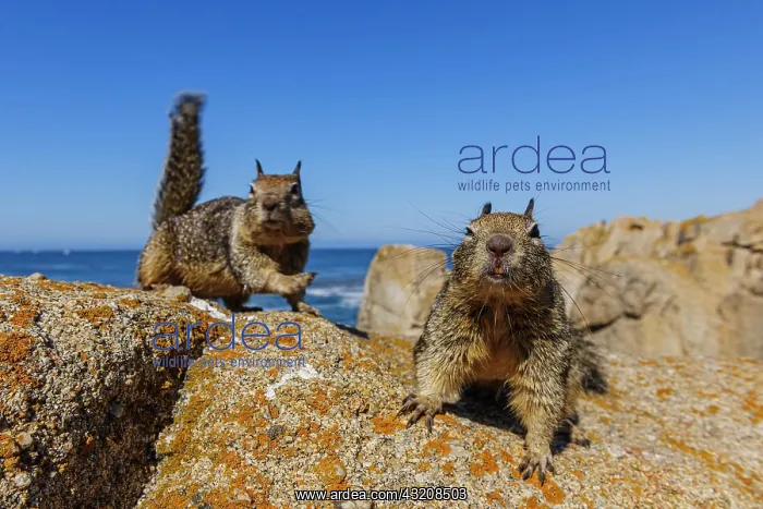: California Ground Squirrels (Spermophilus beecheyi) : California Ground Squirrels (Spermophilus beecheyi)