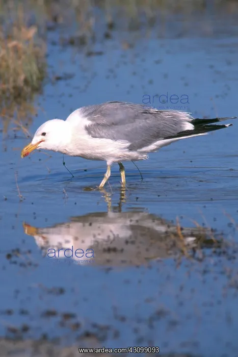 : California Gull : California Gull