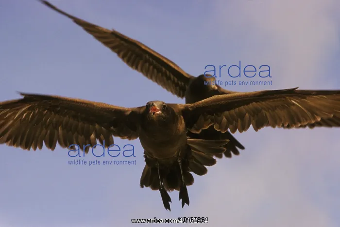 : California Gull : California Gull