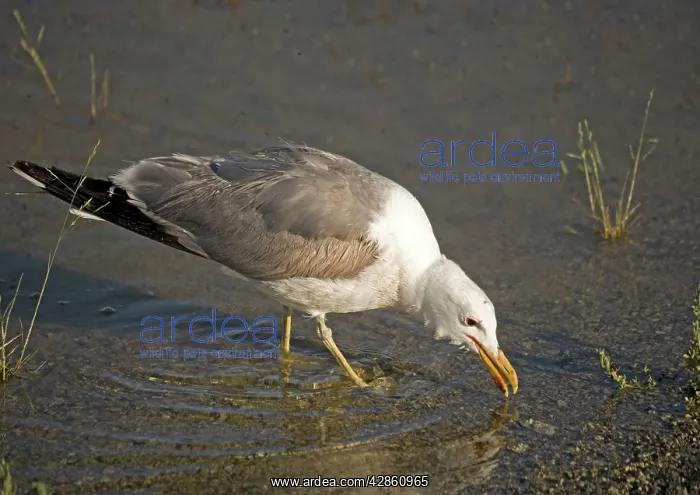 : California Gull - eating Alkali Flies, along the : California Gull - eating Alkali Flies, along the