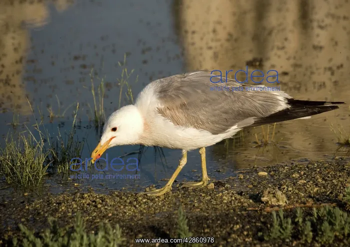 : California Gull - eating Alkali Flies along the : California Gull - eating Alkali Flies along the