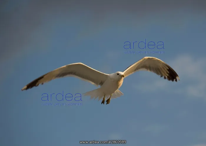 : California Gull - in flight : California Gull - in flight