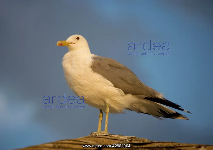 : California gull - perched in the evening sun : California gull - perched in the evening sun