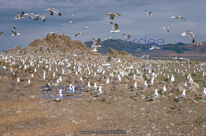 : California Gulls : California Gulls