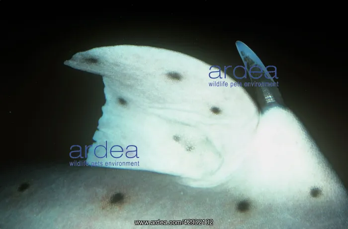: California Horn Shark - Close up of the enlarged : California Horn Shark - Close up of the enlarged