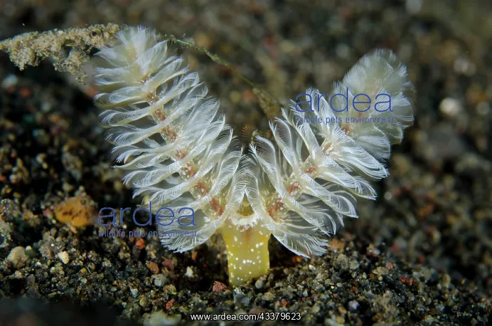 : California Horseshoe Worm : California Horseshoe Worm
