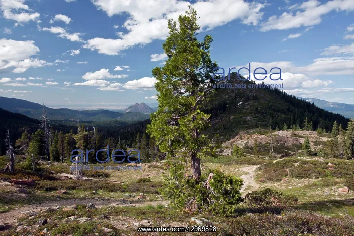 : California Incense-cedar - high above Lake Shasta : California Incense-cedar - high above Lake Shasta
