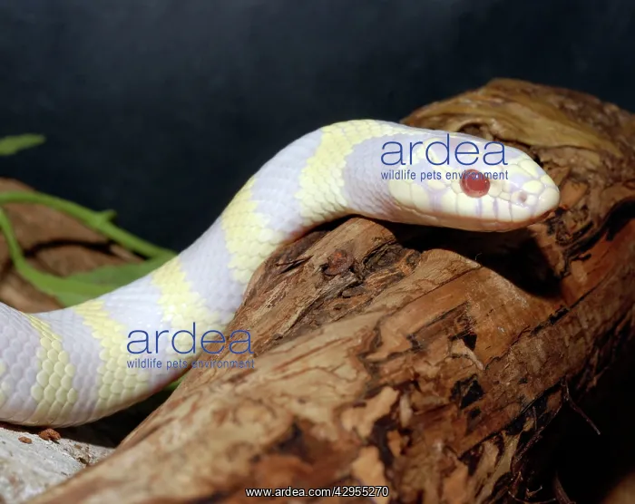  : California King Snake - albino