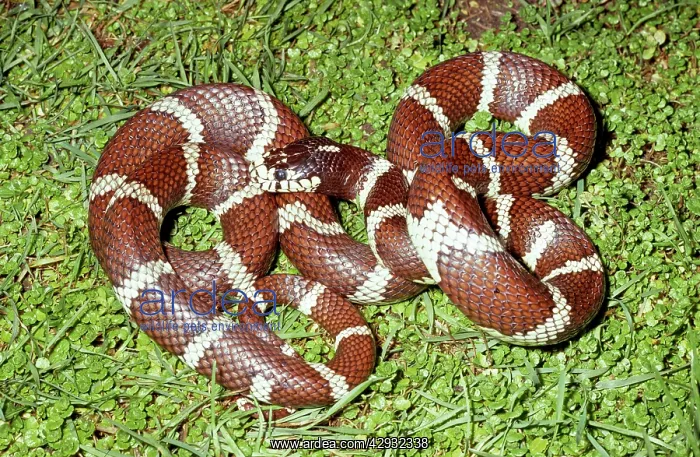 : California Kingsnake : California Kingsnake