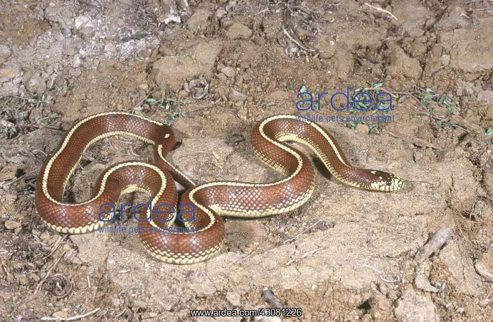 : California Kingsnake : California Kingsnake