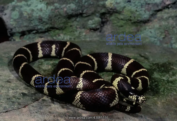 : California Kingsnake : California Kingsnake