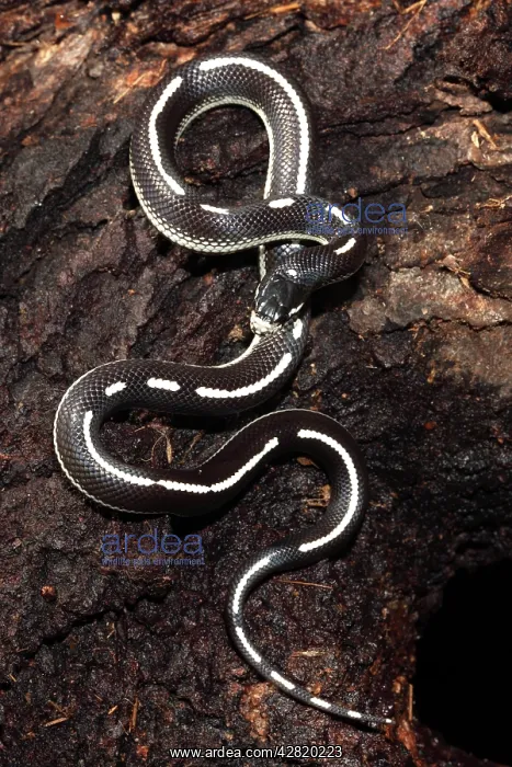 : California Kingsnake (aberrant phase) : California Kingsnake (aberrant phase)