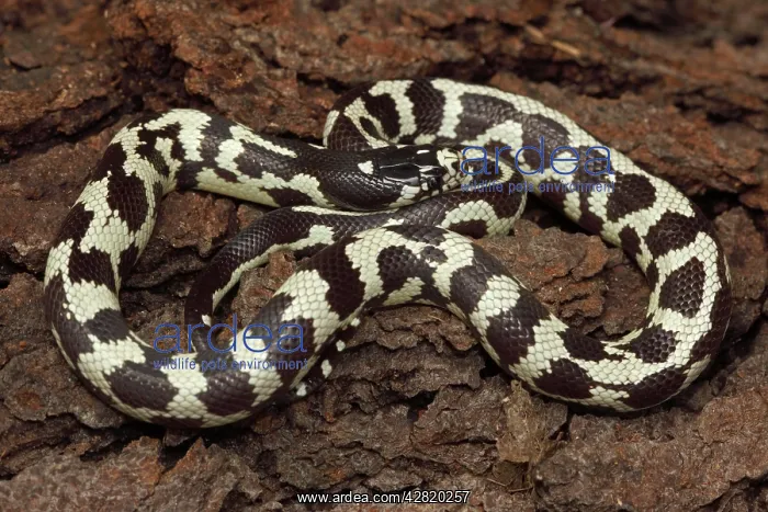 : California Kingsnake (aberrant phase) : California Kingsnake (aberrant phase)