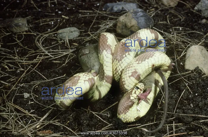 : California Kingsnake devouring mouse : California Kingsnake devouring mouse