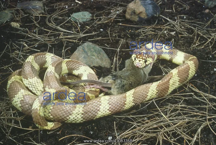 : California Kingsnake devouring mouse prey : California Kingsnake devouring mouse prey