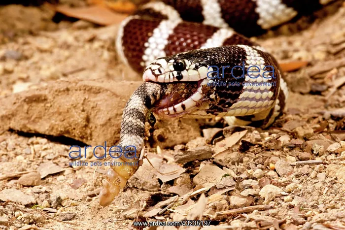 : California Kingsnake eating Western Diamondback : California Kingsnake eating Western Diamondback