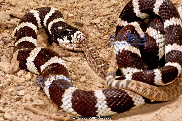 : California Kingsnake eating Western Diamondback : California Kingsnake eating Western Diamondback